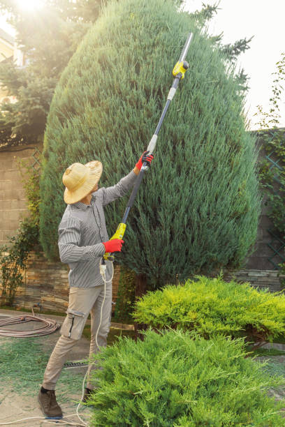 Best Fruit Tree Pruning  in Cuero, TX